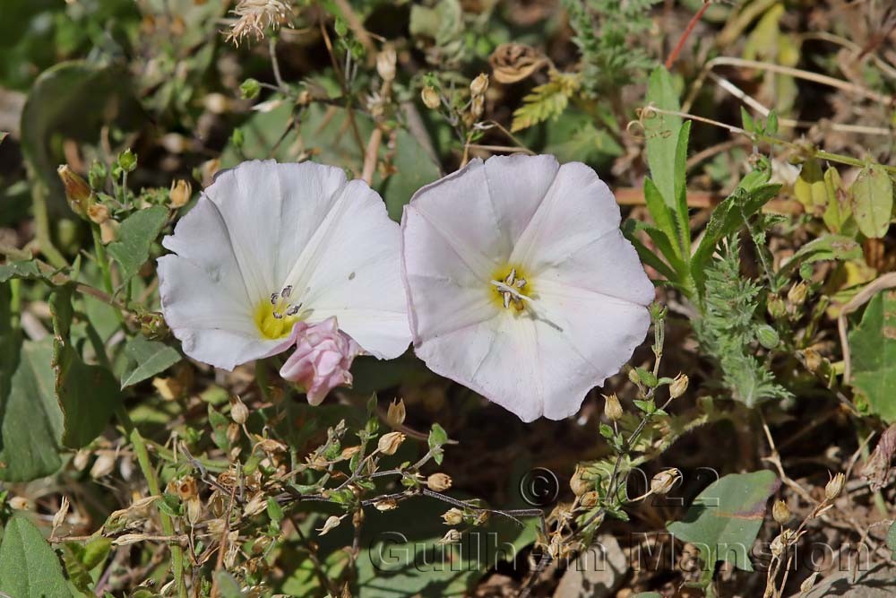 Convolvulus arvensis