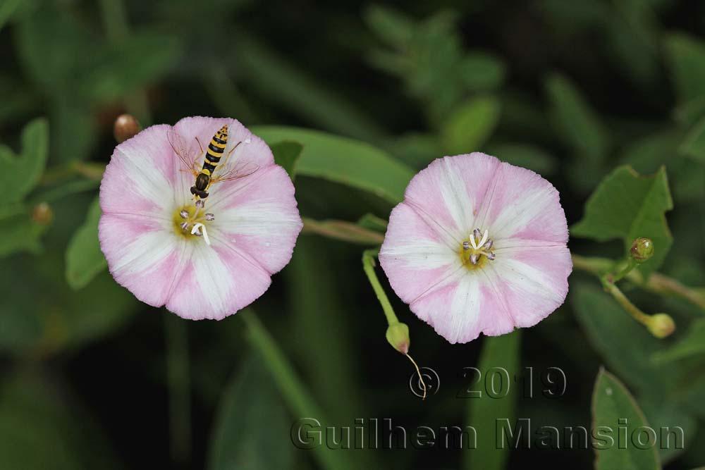 Convolvulus arvensis