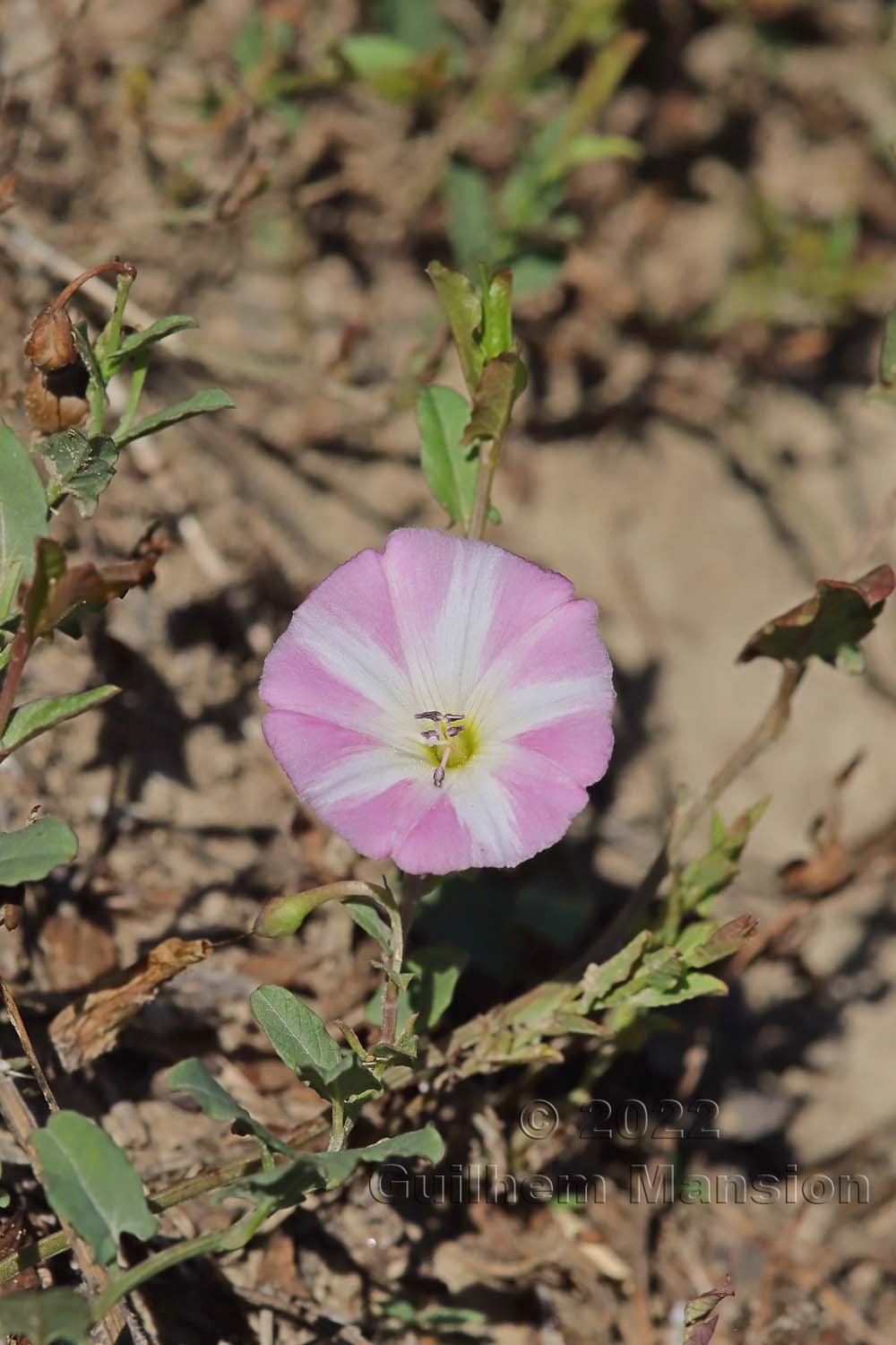 Convolvulus arvensis