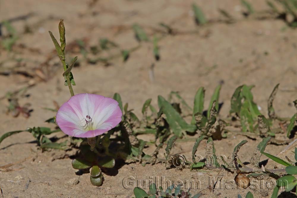 Convolvulus arvensis