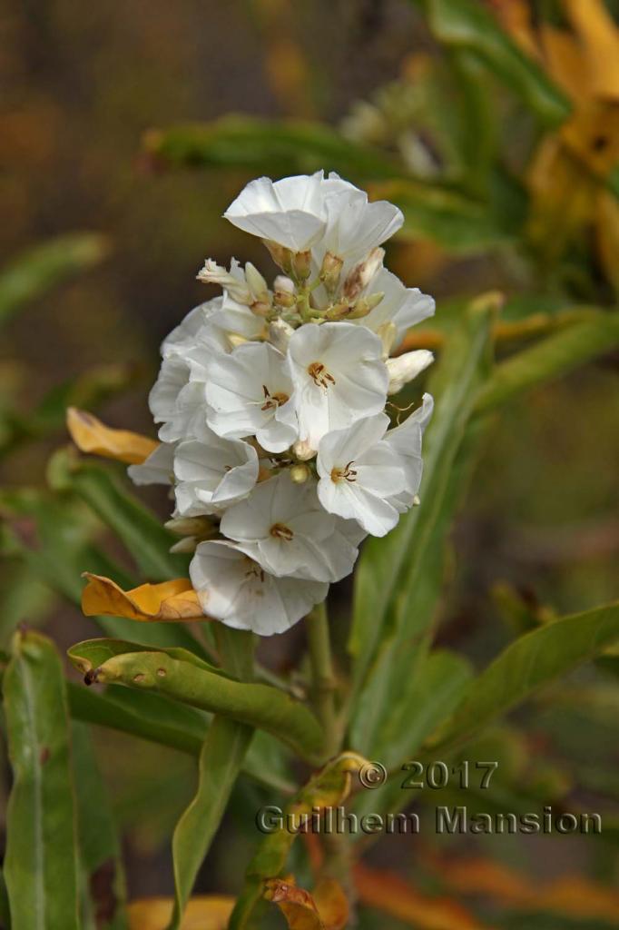 Convolvulus floridus