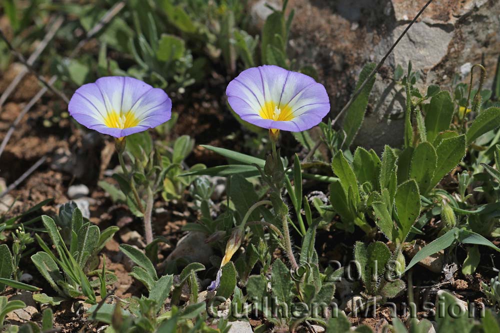 Convolvulus meonanthus