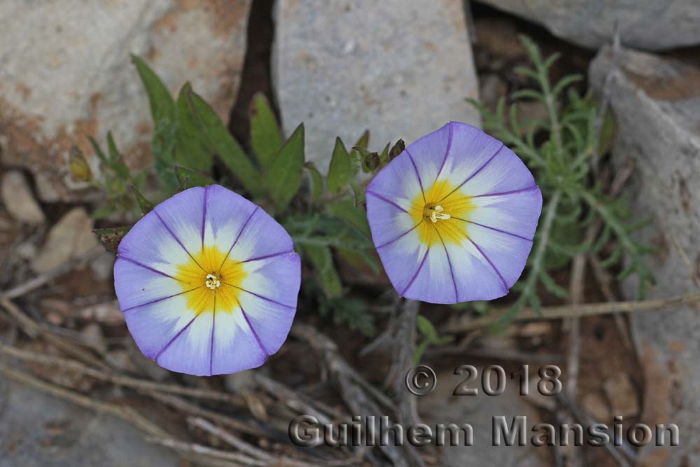 Convolvulus meonanthus