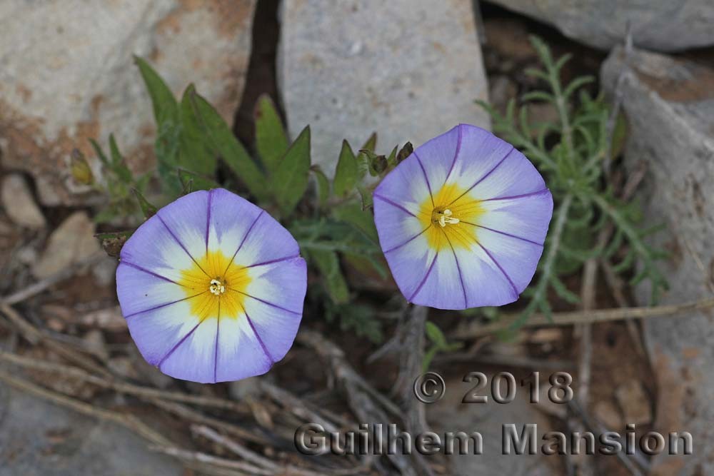 Famille - Convolvulaceae