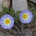 Famille - Convolvulaceae