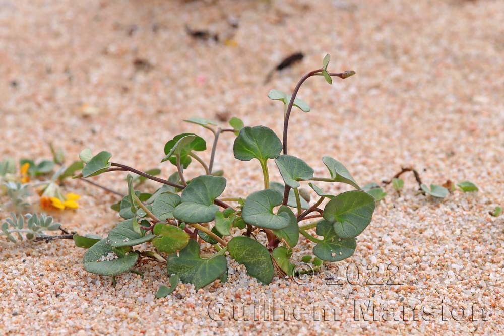 Convolvulus soldanella