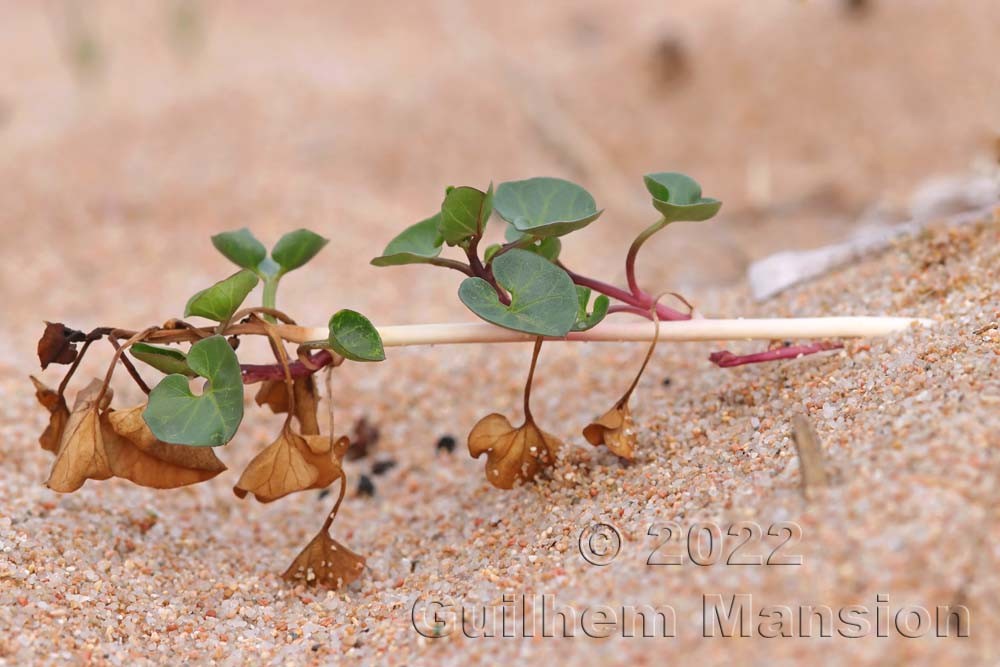 Convolvulus soldanella