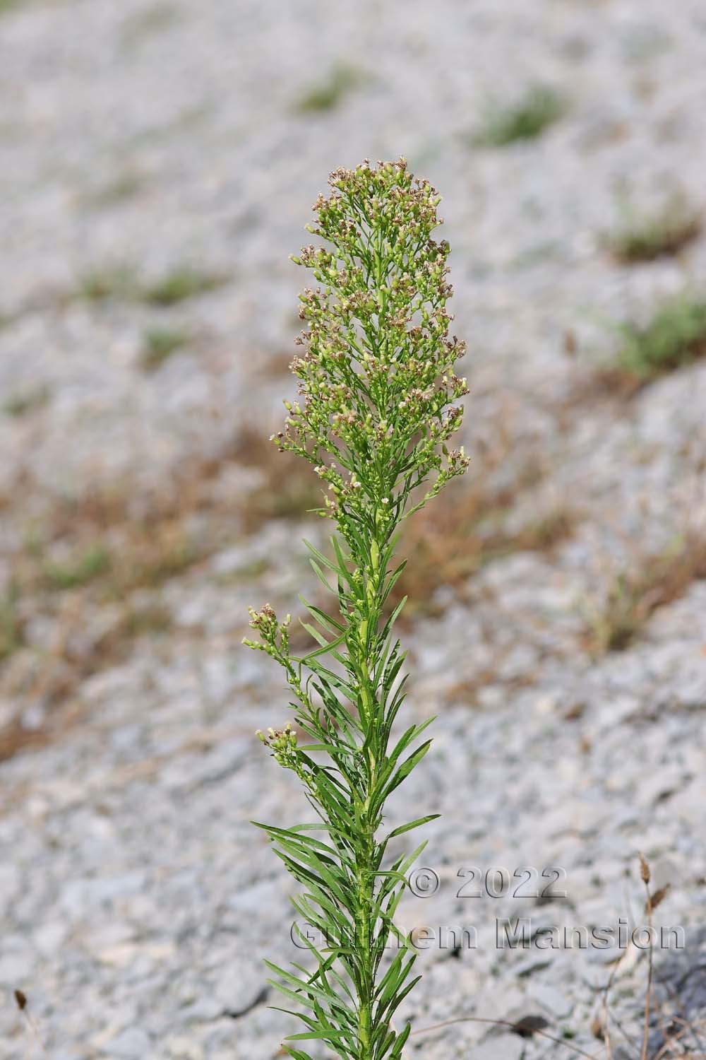 Erigeron [Conyza] canadensis