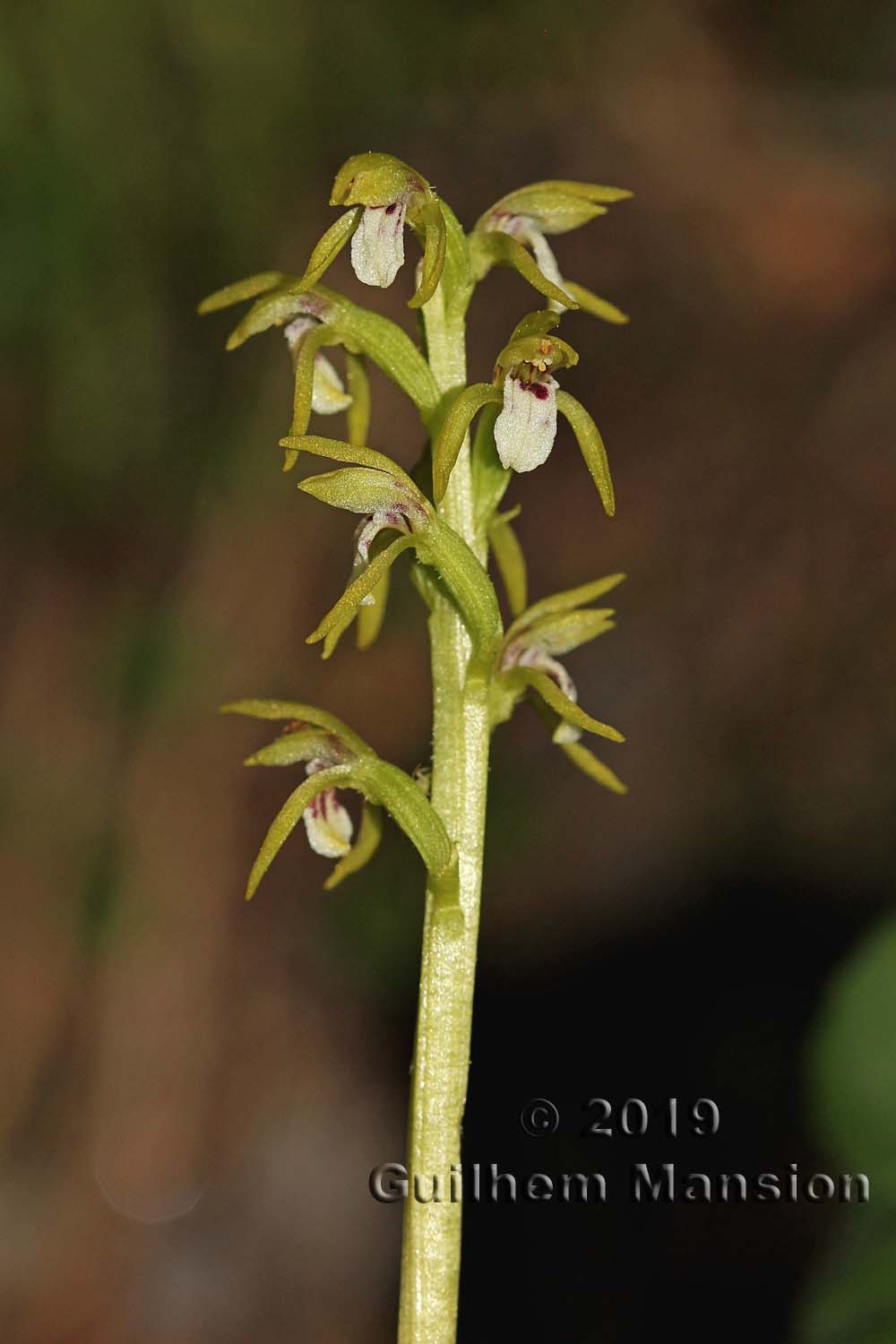 Corallorhiza trifida