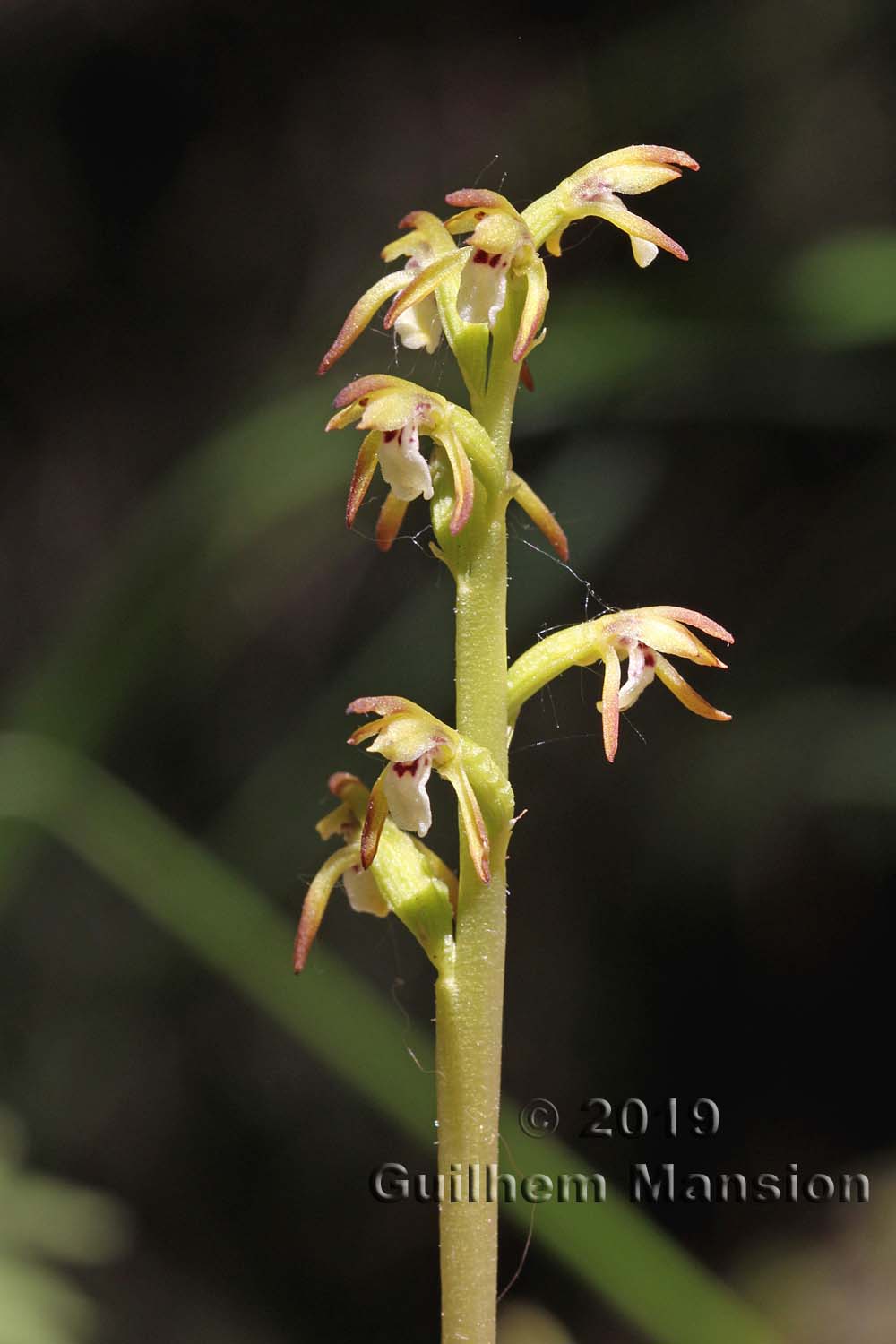 Corallorhiza trifida