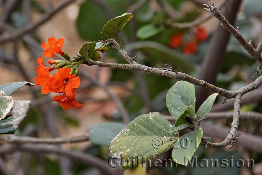 Cordia sebestena