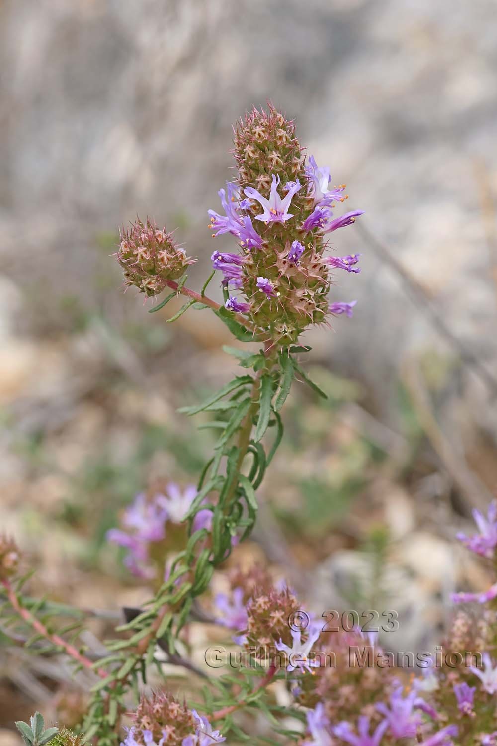 Coris monspeliensis