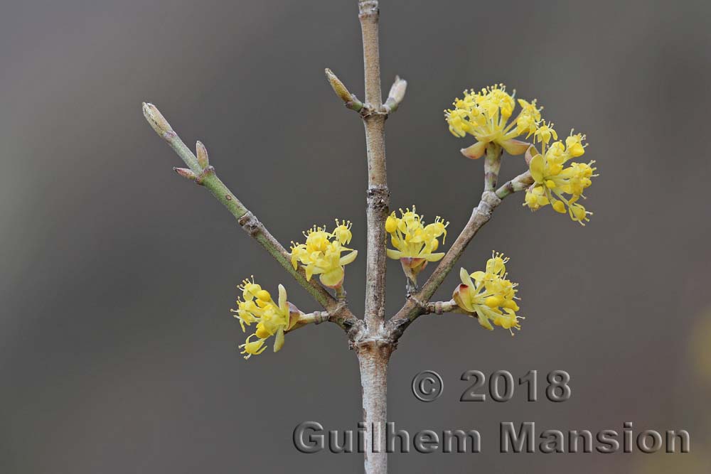 Cornus mas