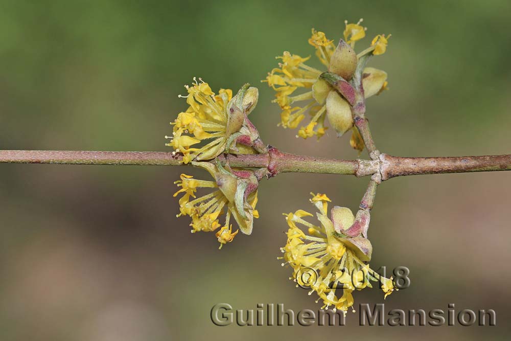 Cornus mas