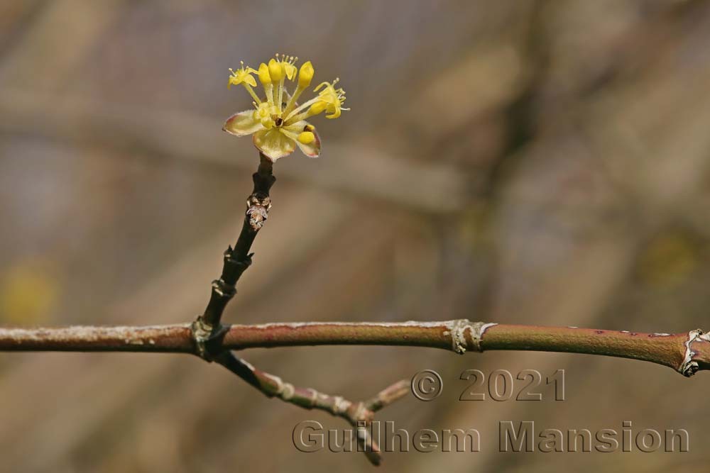 Cornus mas