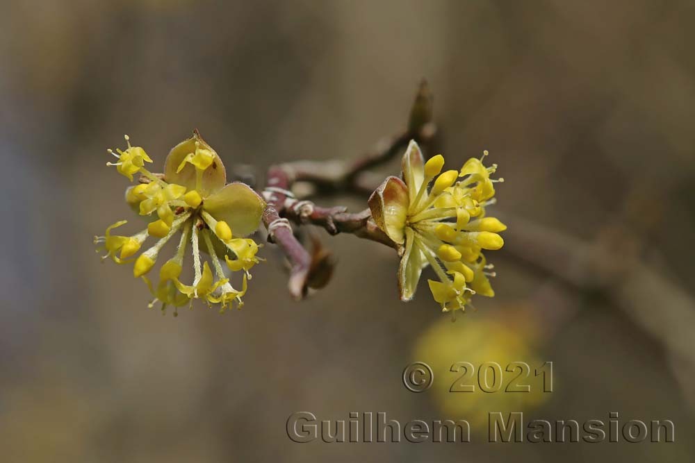 Cornus mas