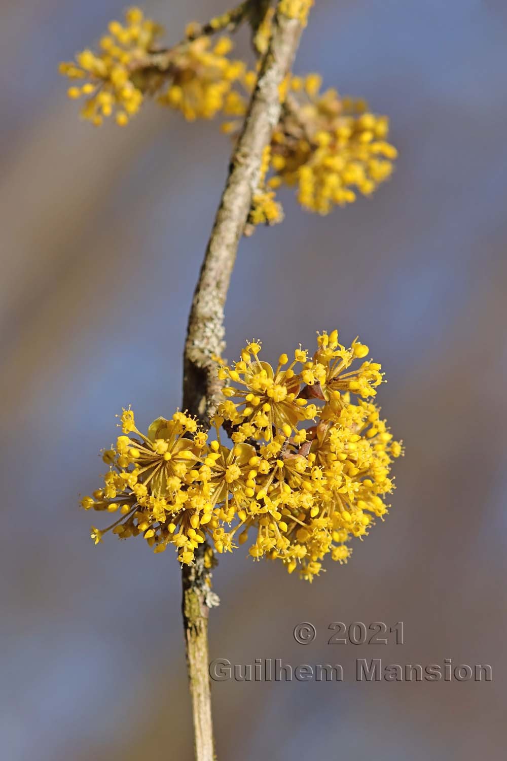 Cornus mas