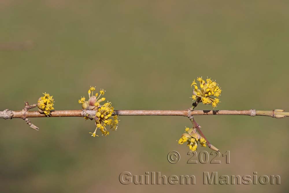 Cornus mas