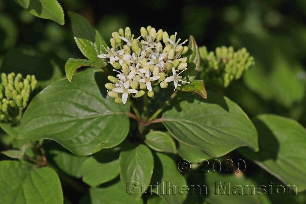 Cornus sanguinea