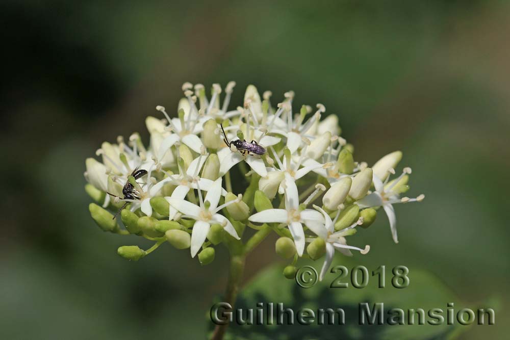 Cornus sanguinea