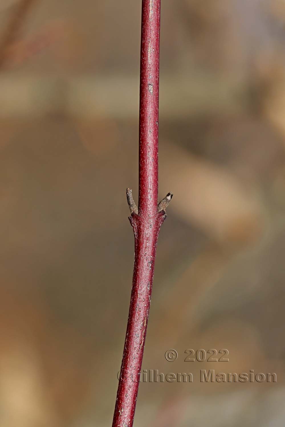 Cornus sanguinea