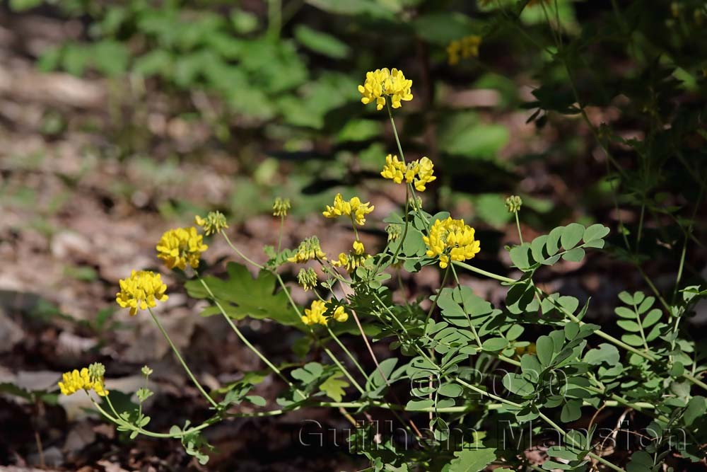 Coronilla coronata