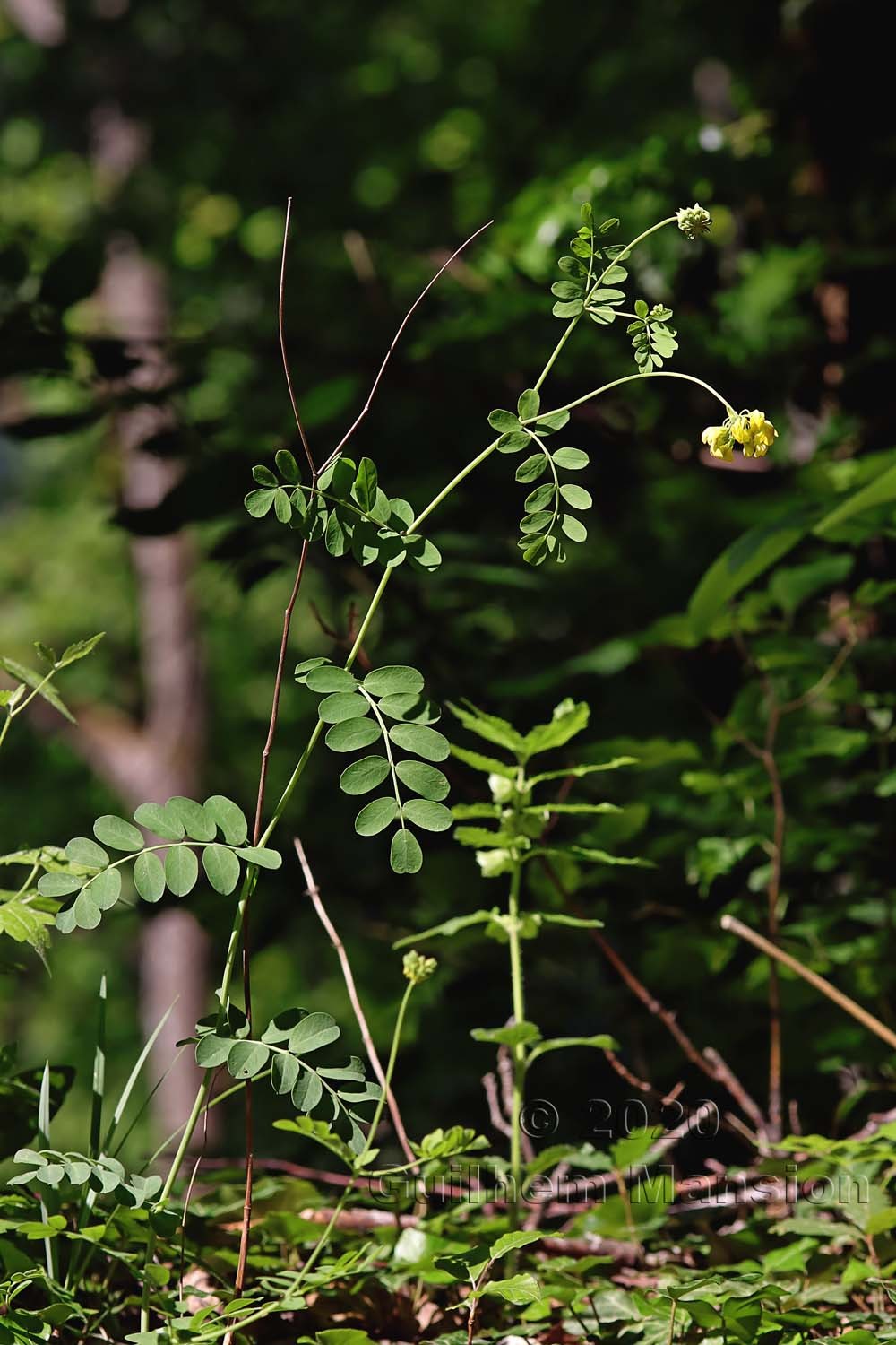 Coronilla coronata