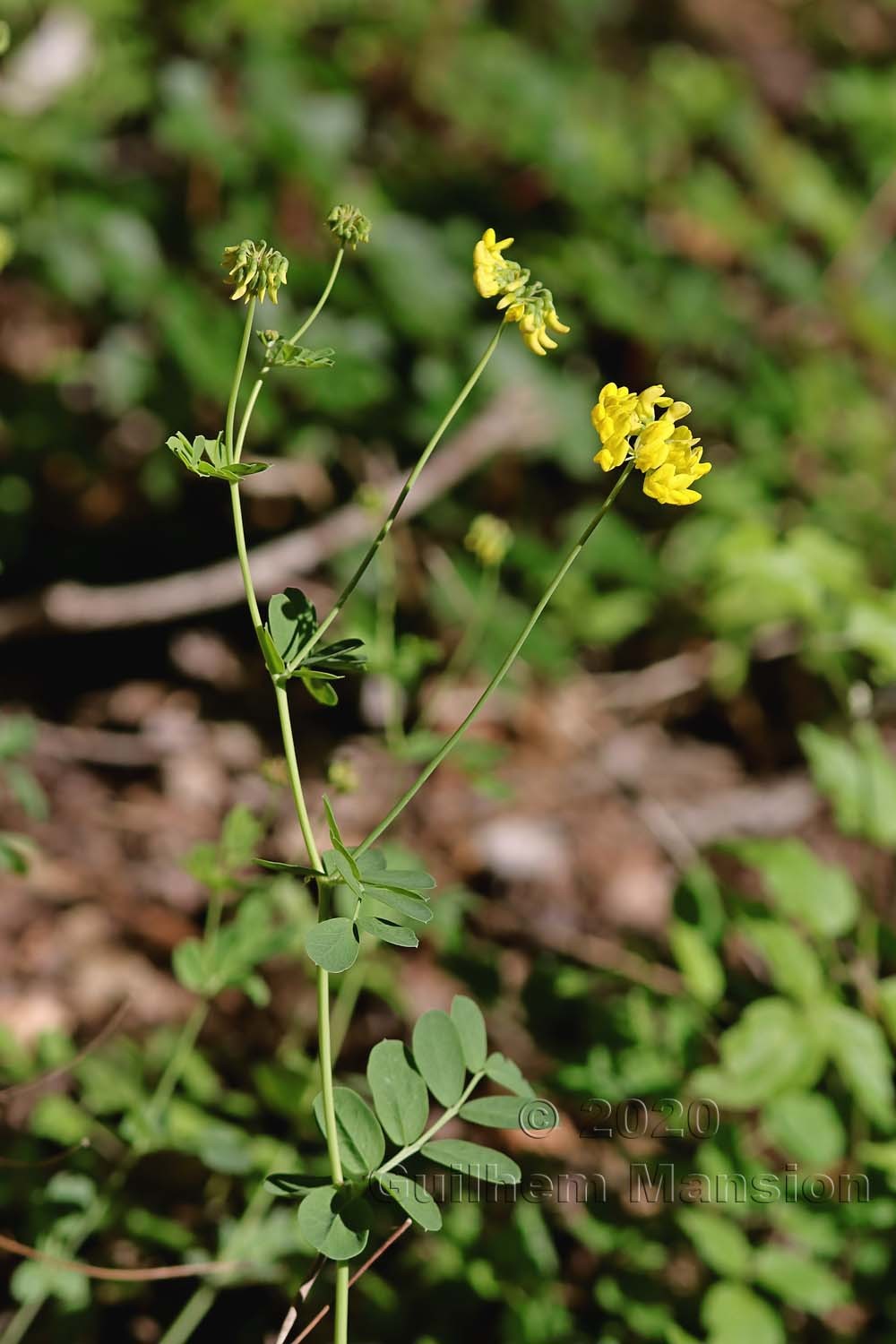 Coronilla coronata