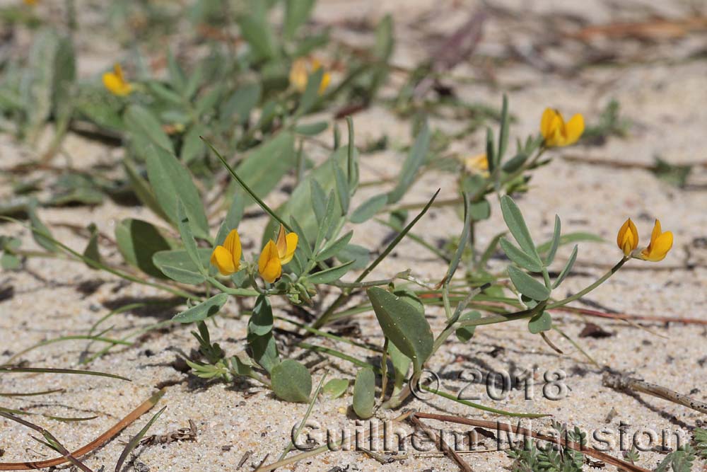 Coronilla rependa