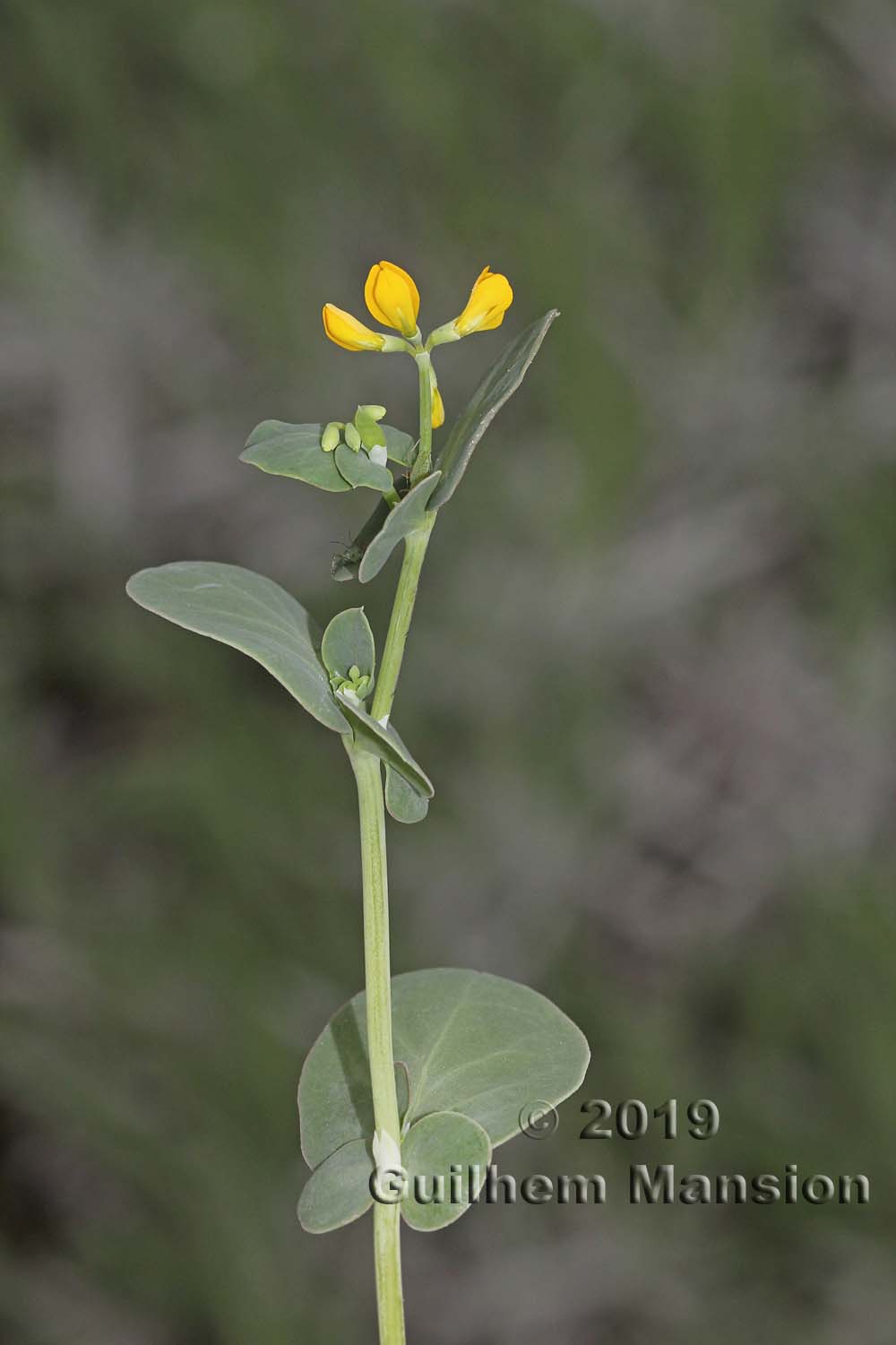 Coronilla scorpioides