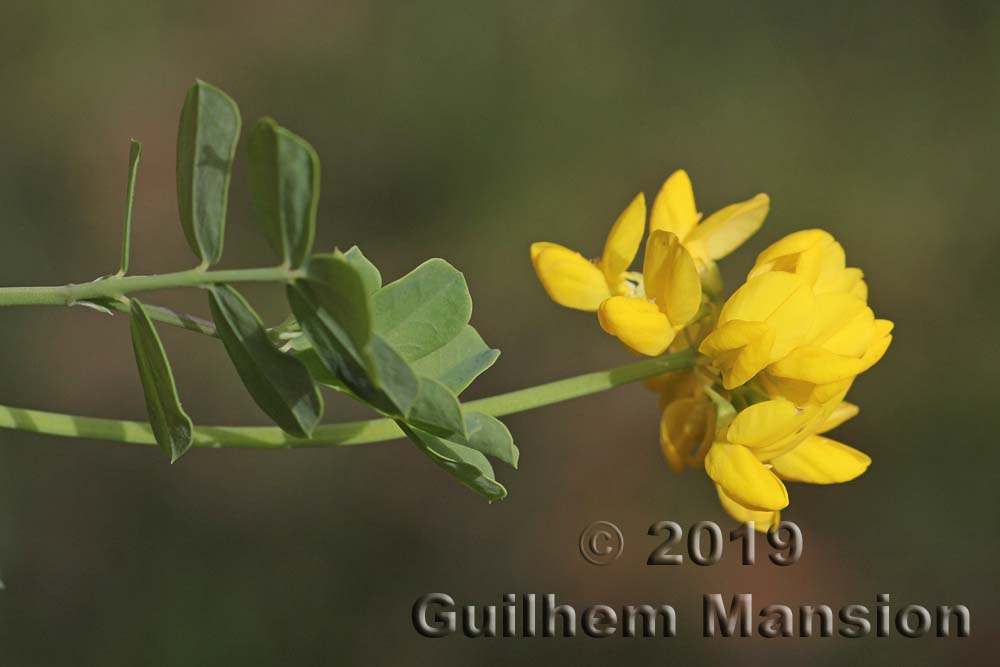 Coronilla valentina