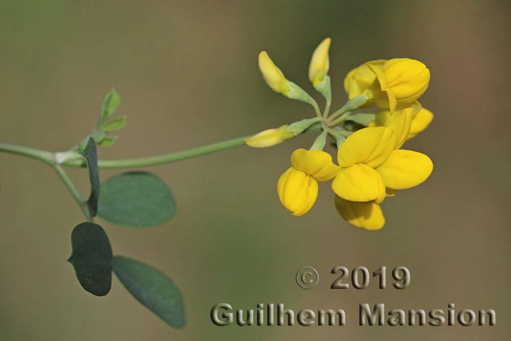 Coronilla valentina