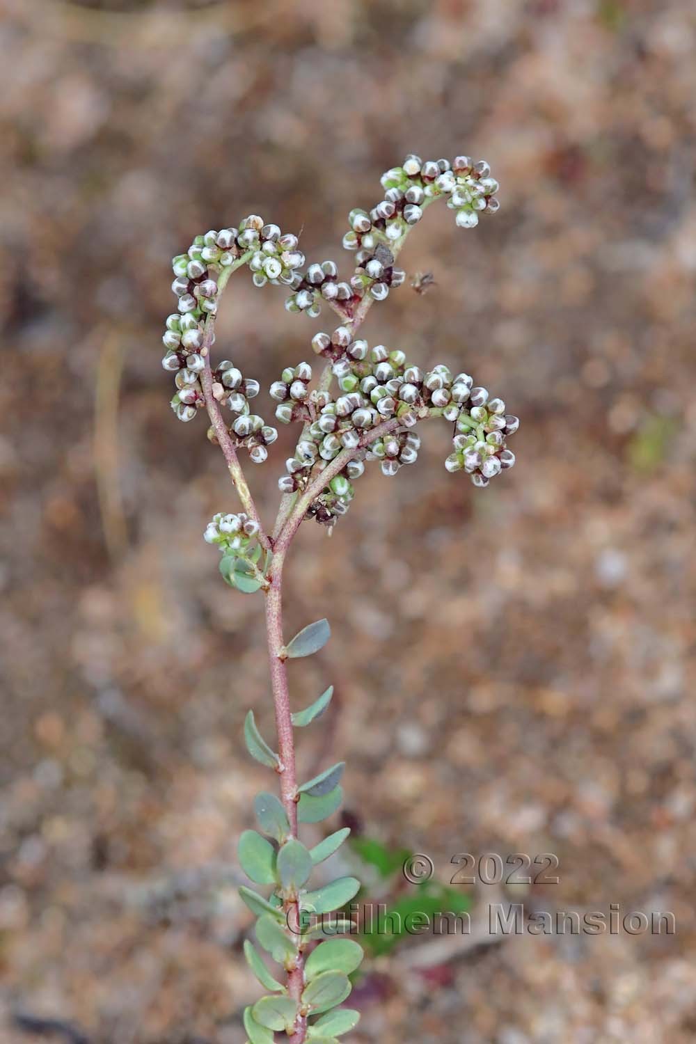 Corrigiola telephiifolia