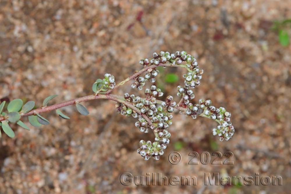 Corrigiola telephiifolia