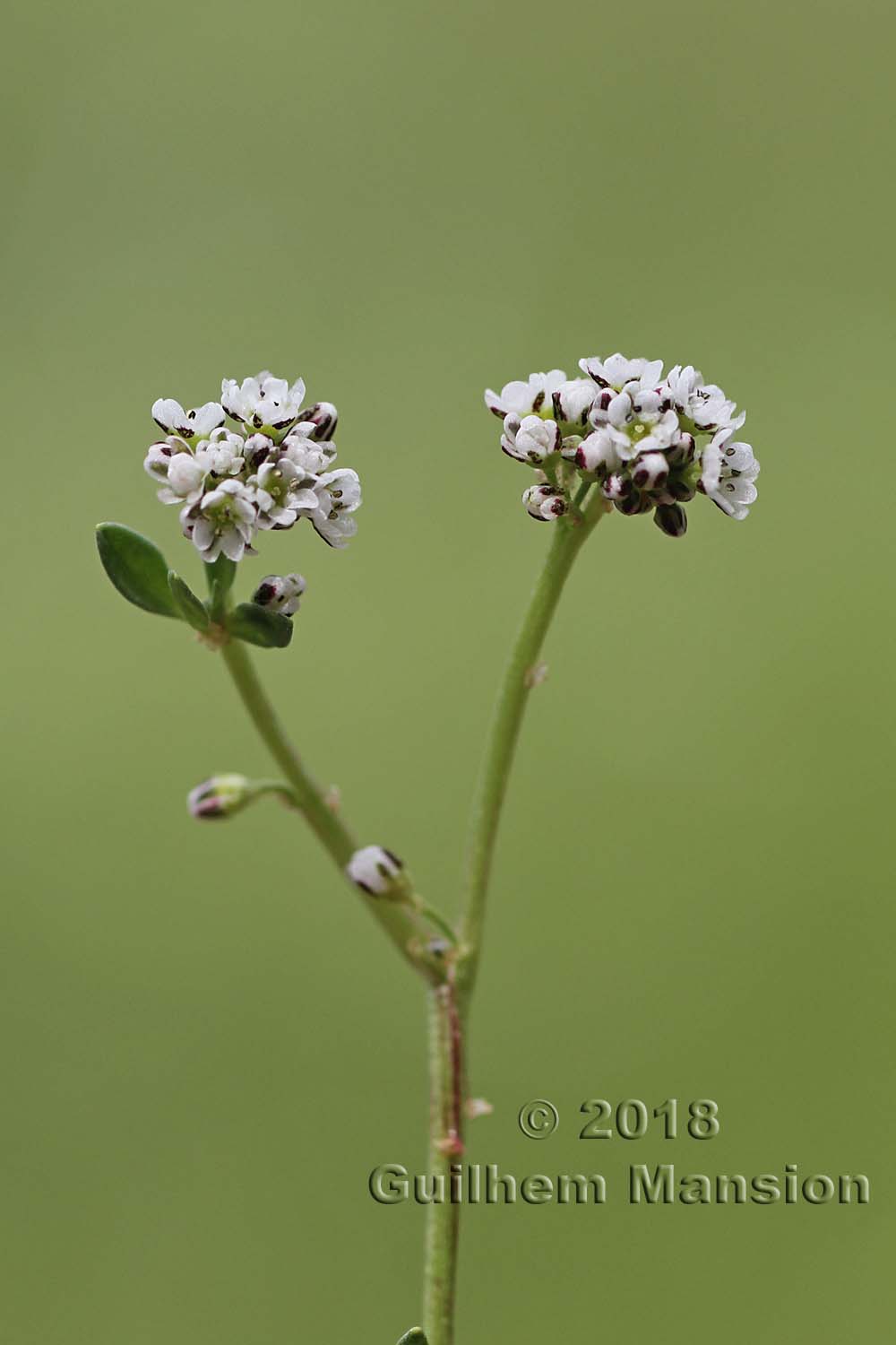 Corrigiola littoralis