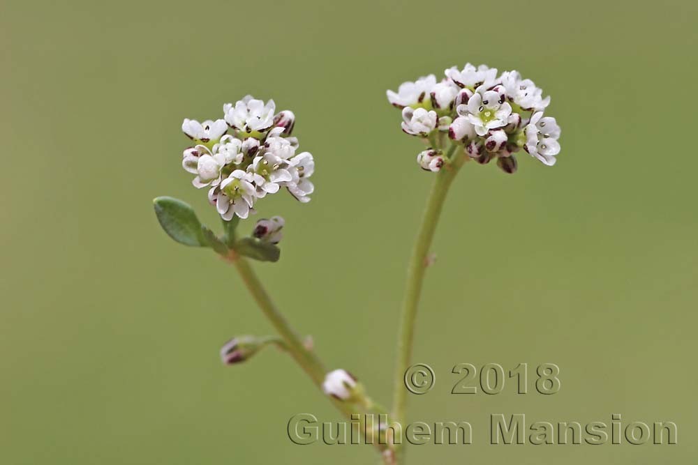 Corrigiola litoralis