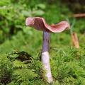 Mycologie