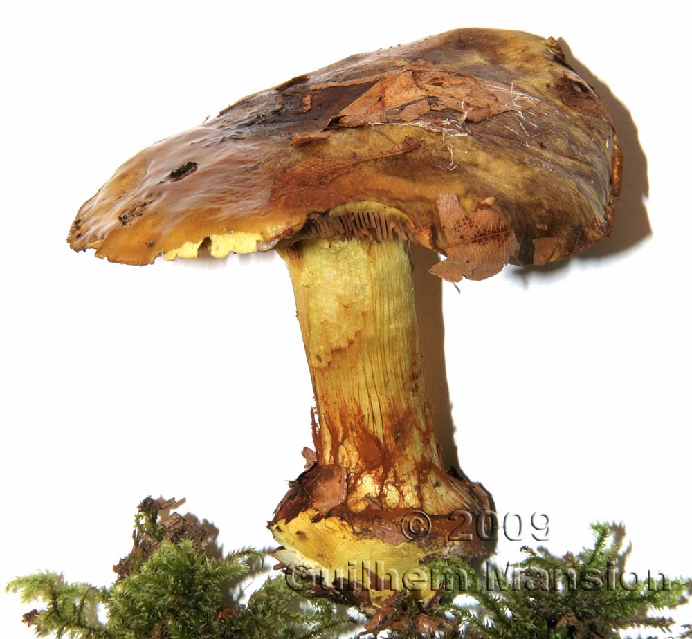 Cortinarius splendens