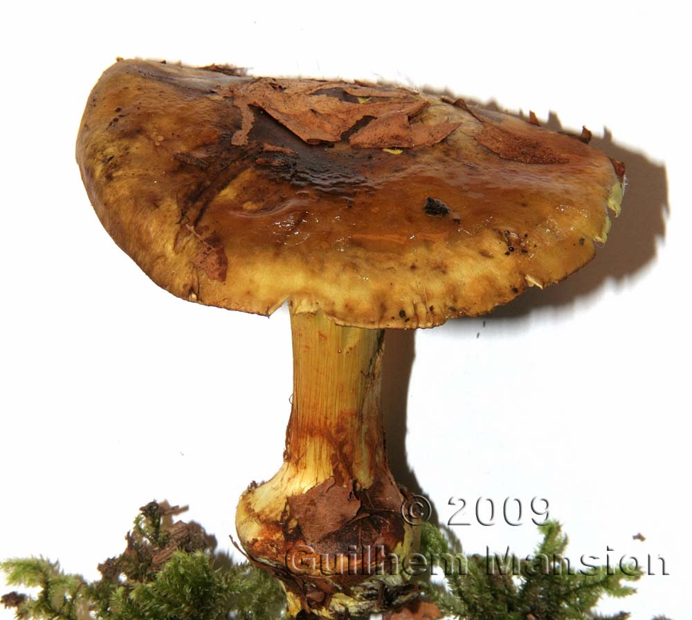 Cortinarius splendens