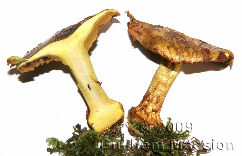 Cortinarius splendens