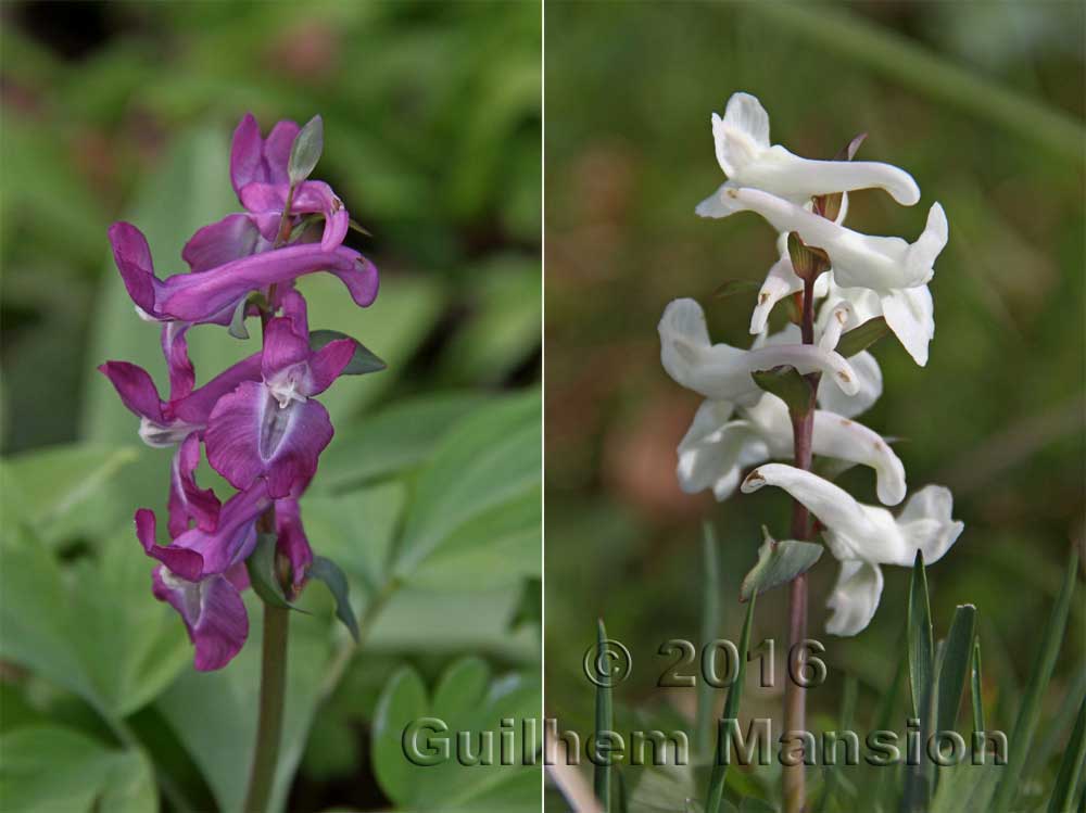 Corydalis cava