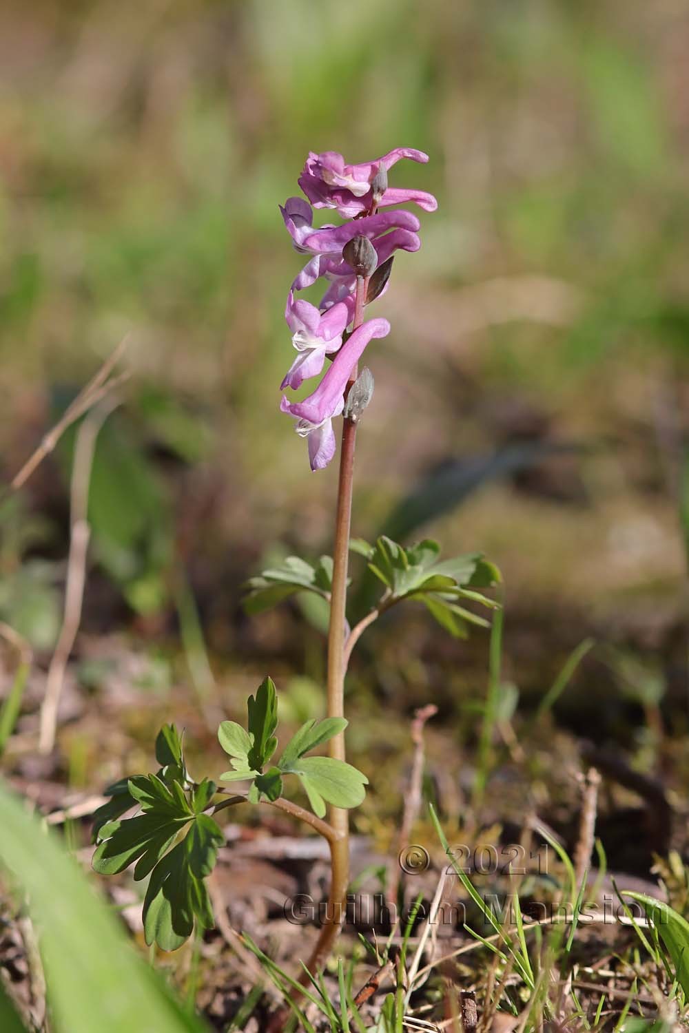 Corydalis cava