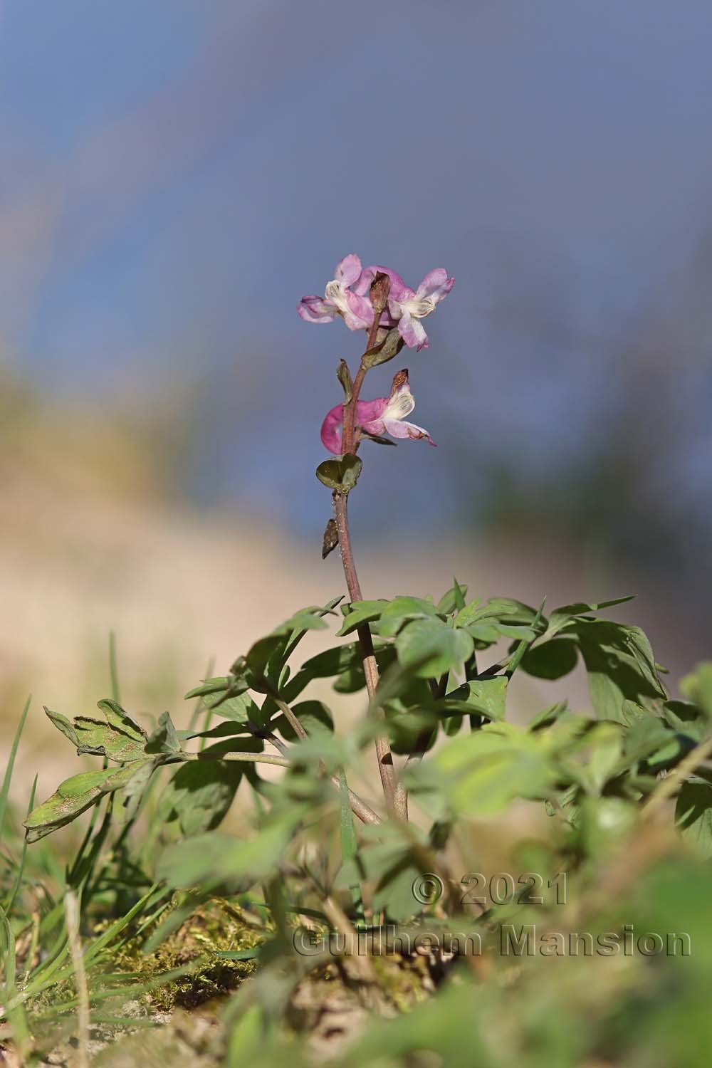 Corydalis cava