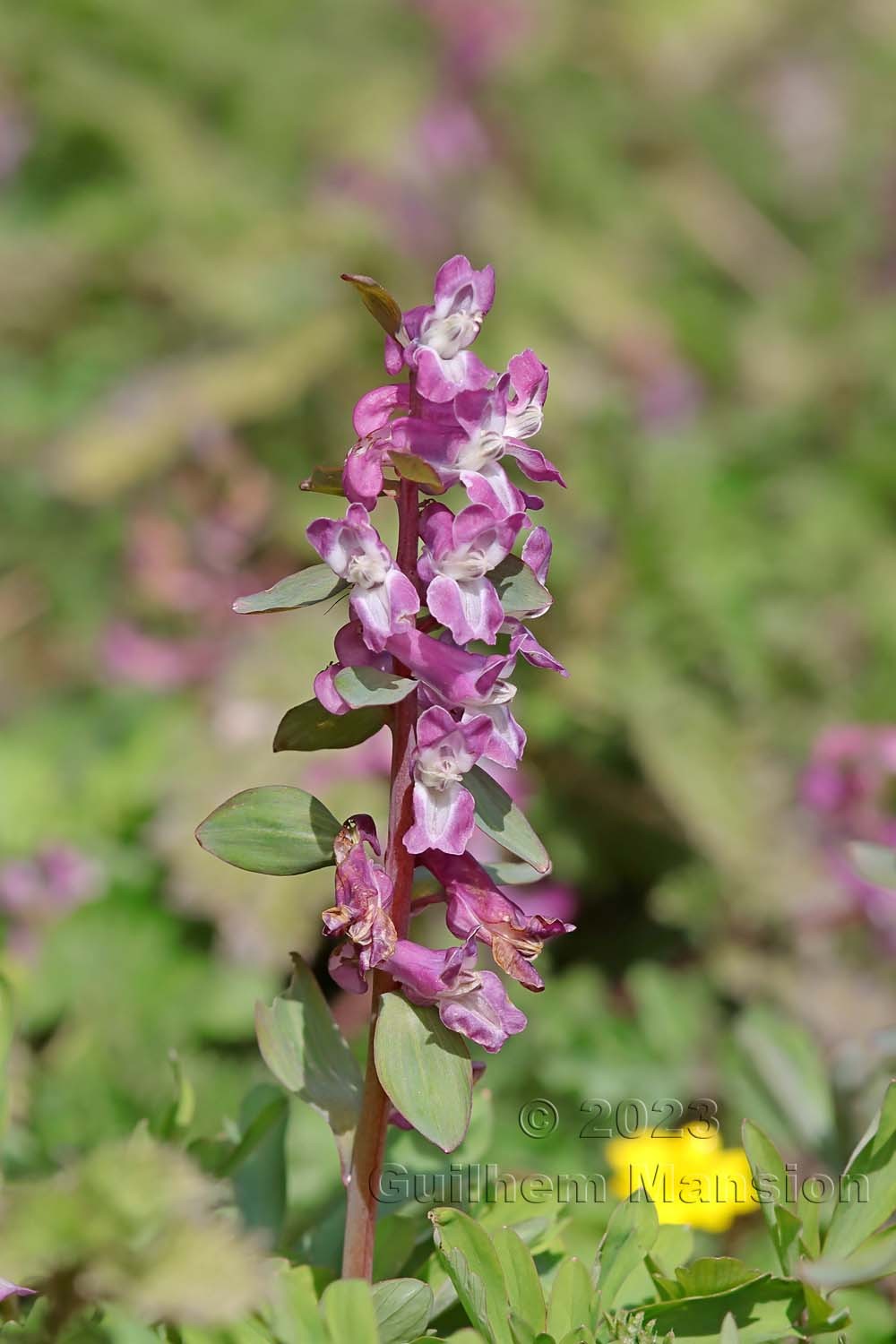 Corydalis cava