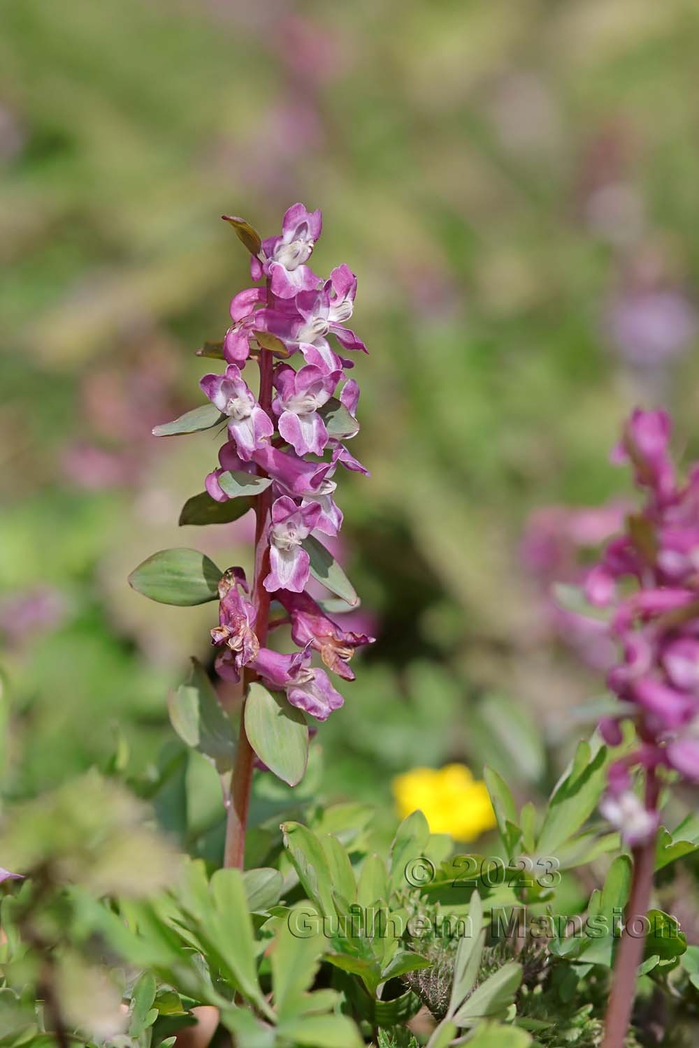 Corydalis cava