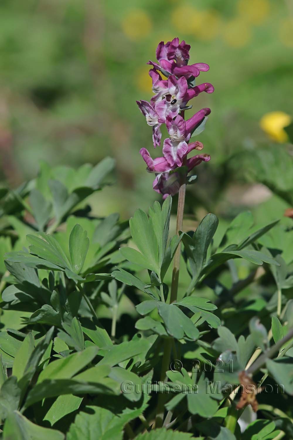 Corydalis cava