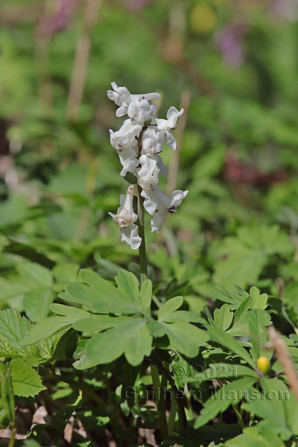 Corydalis cava