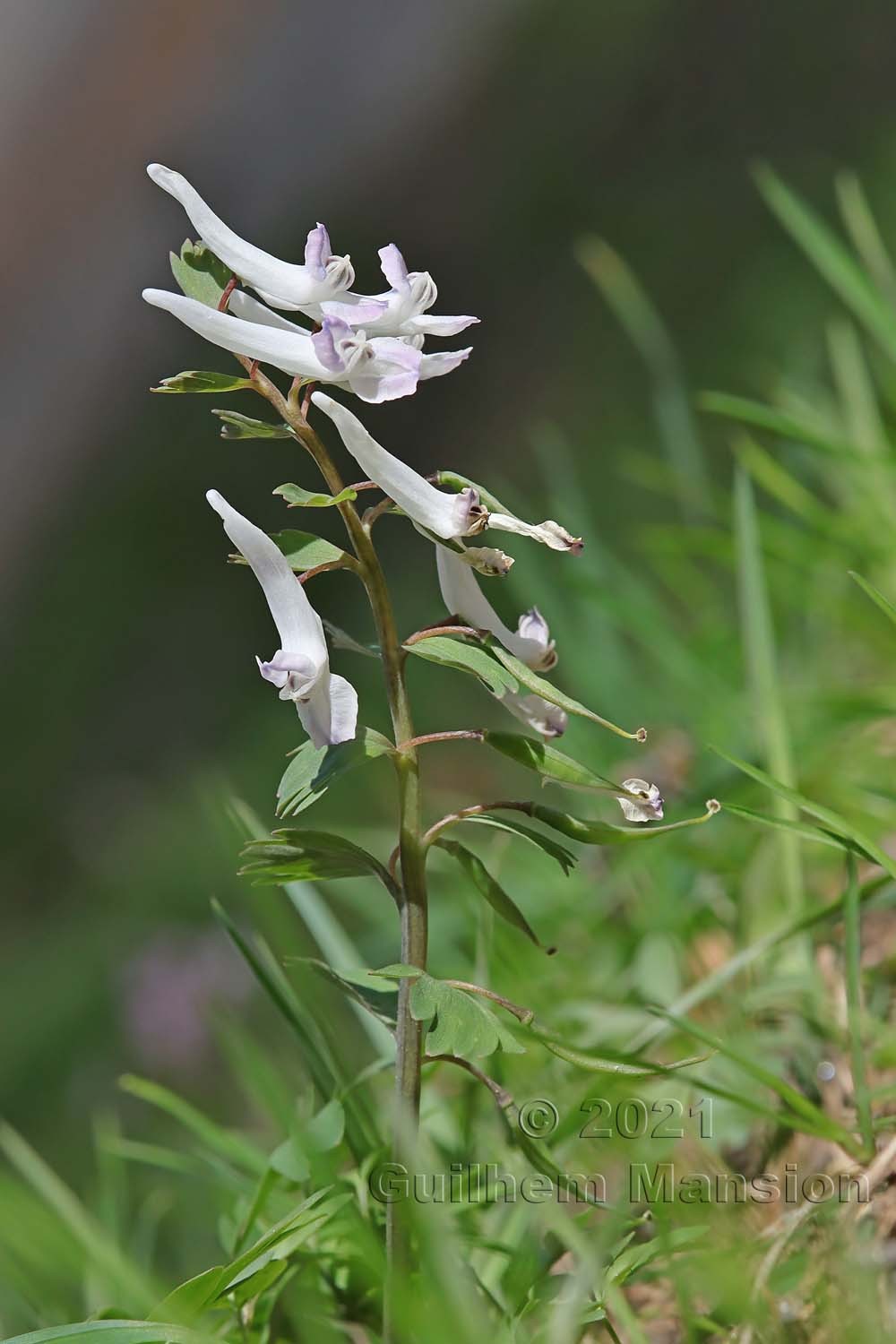 Corydalis solida