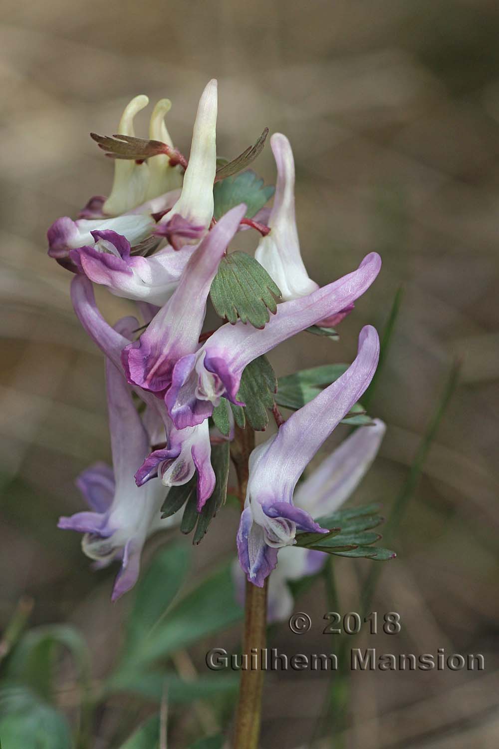 Corydalis solida