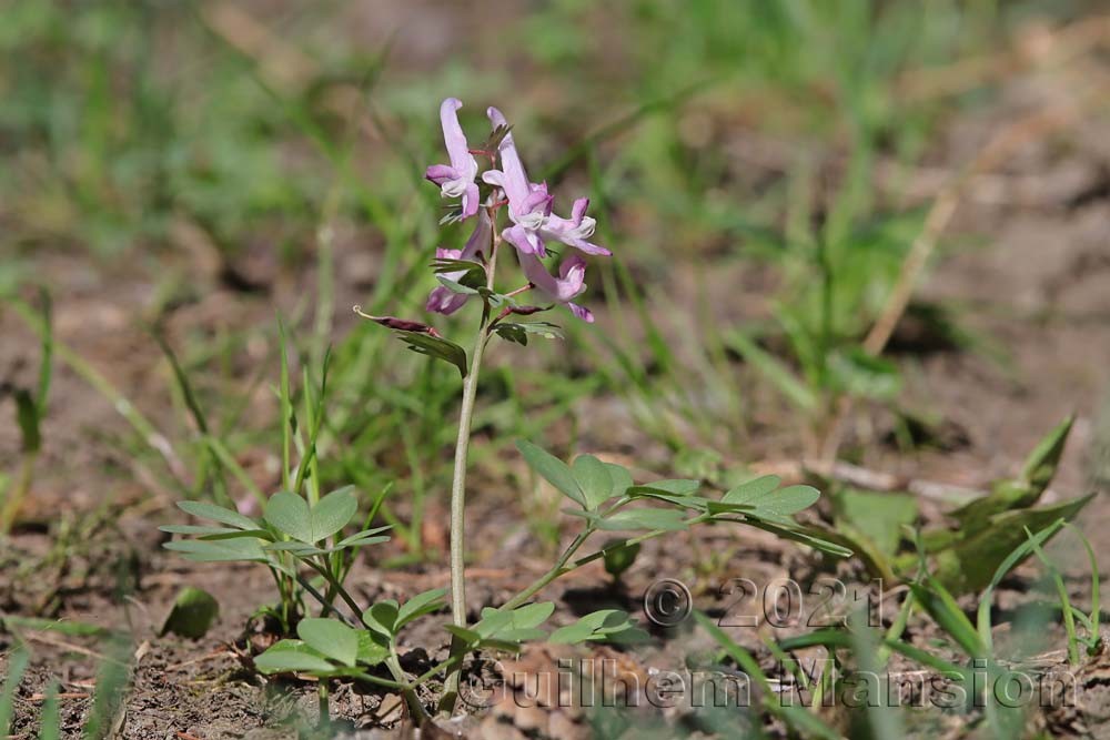 Corydalis solida